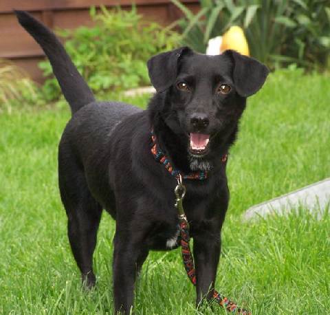 Dackel-Labrador-Mischling - Trilli, (Hündin) - Zuhause gefunden - Holt